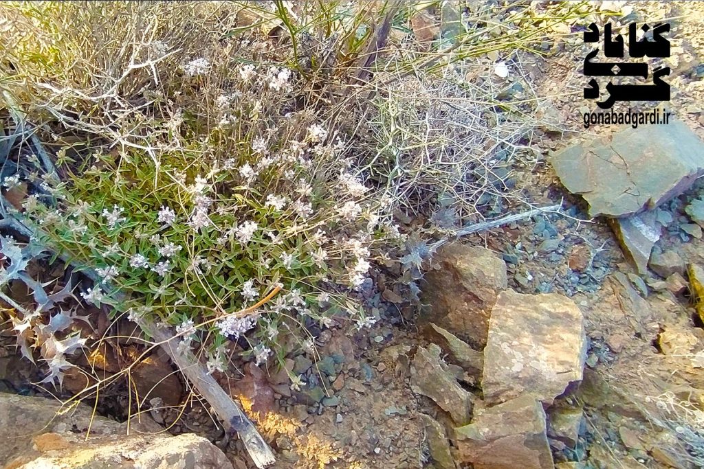 تصویر 4 قله مندش کاخک گناباد